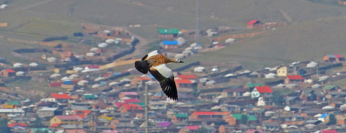 Хондон ангир